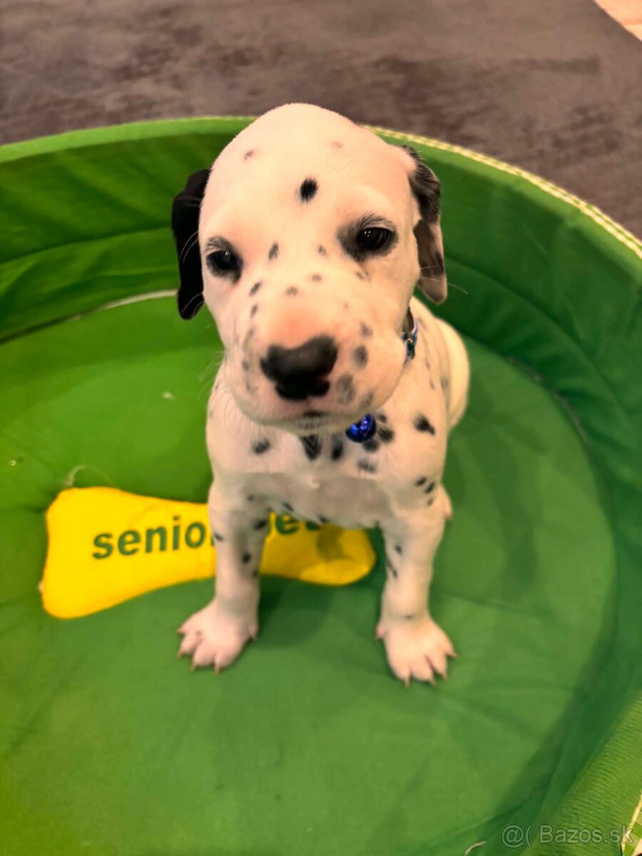 DALMATIN šteniatká - 6