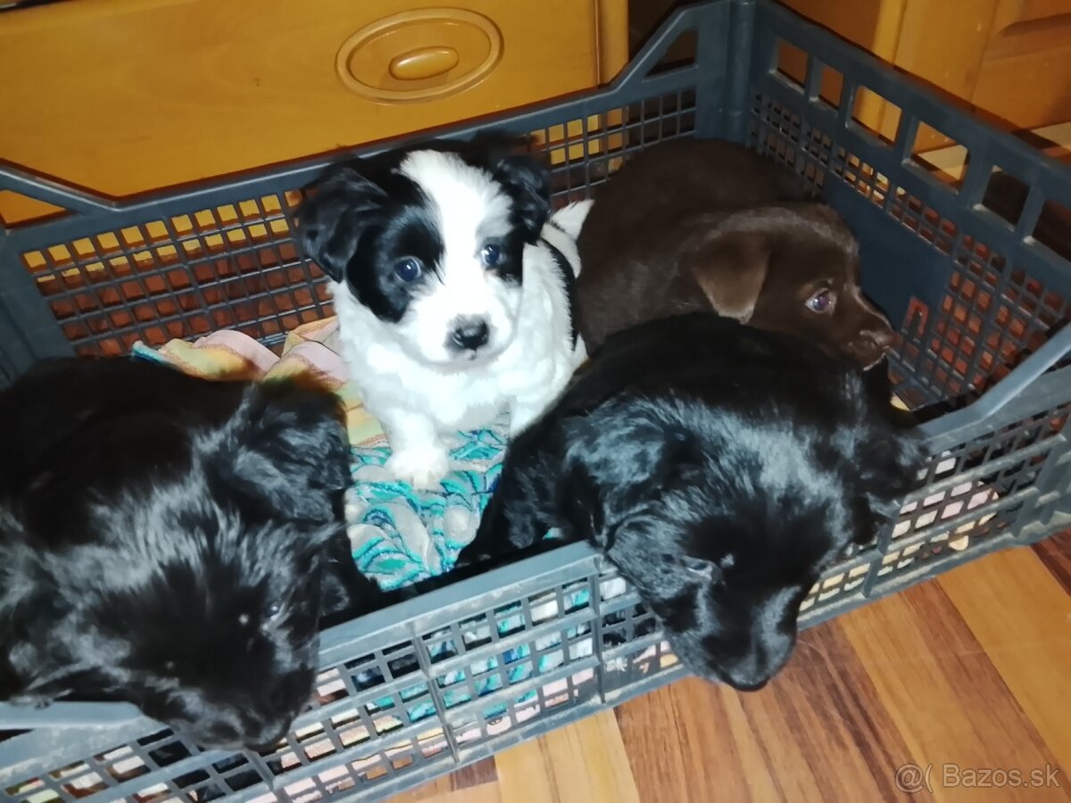 Darujem krásne šteniatka - 6