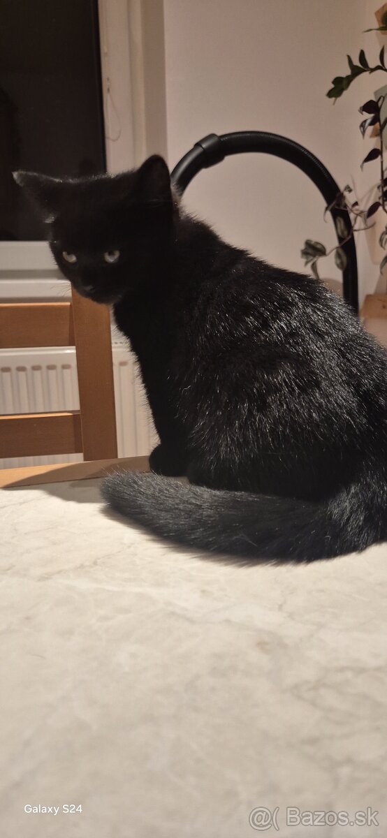 Britské mačiatka - 6