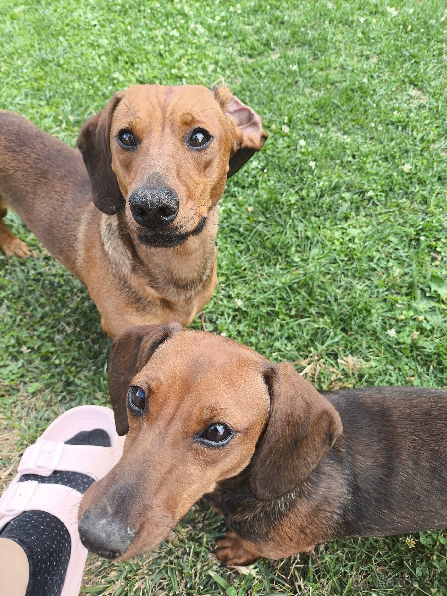 Šteniatka jazvečíka - 6