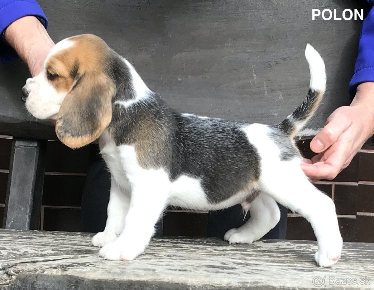 Bígel Beagle Bigl s PP FCI - 6