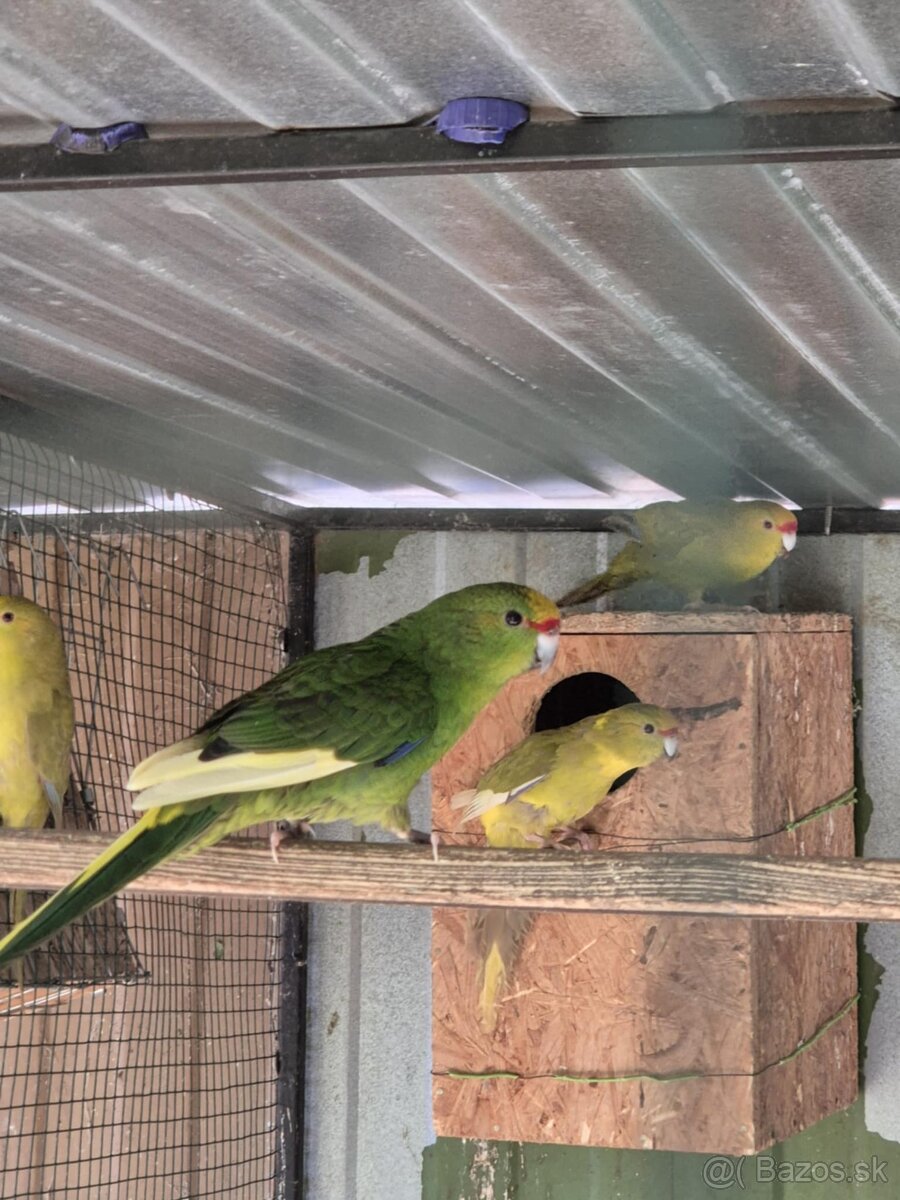 Kakariki žltočelý- tohtoročné odchovy - prípadne vymením - 6