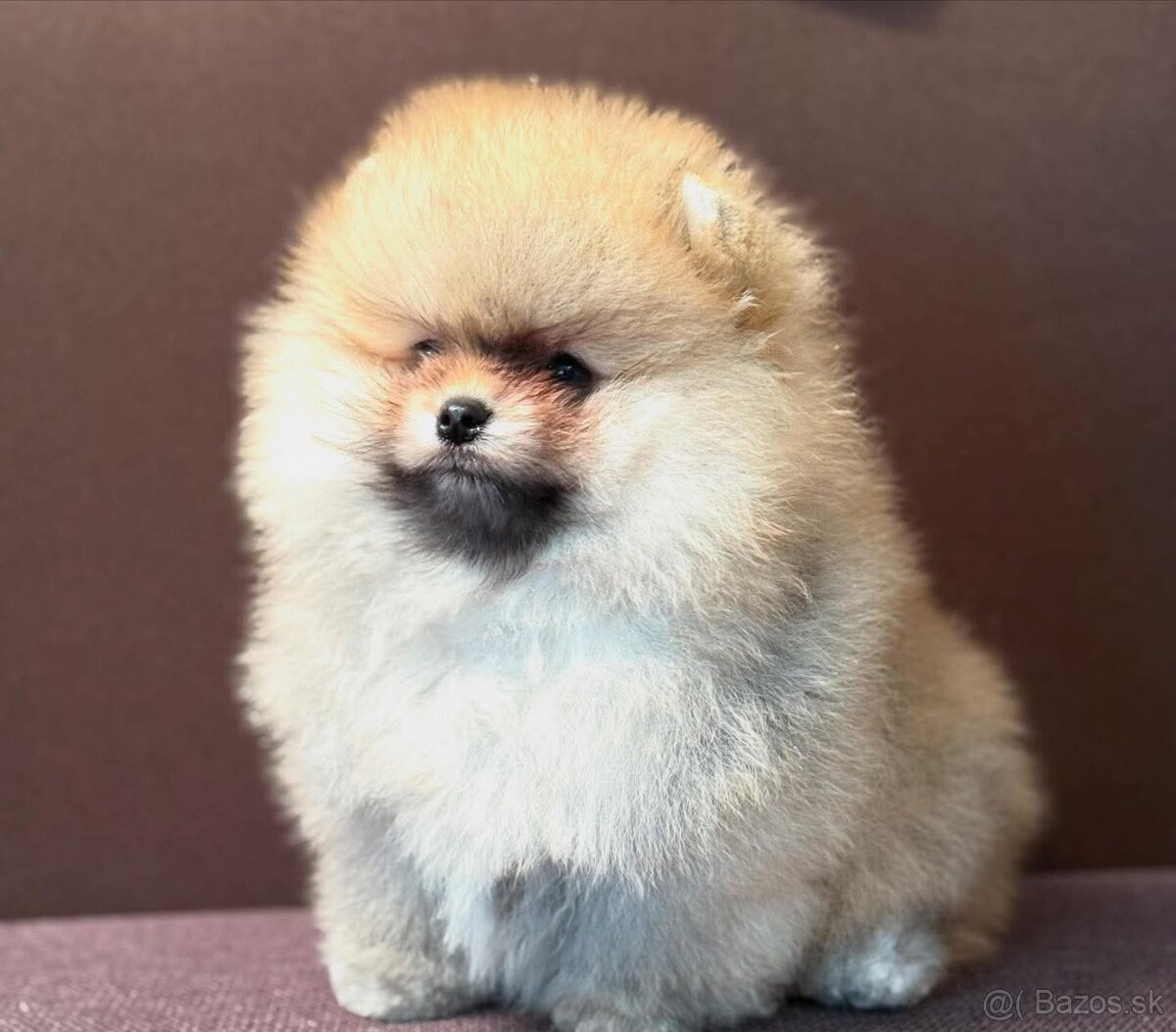 Pomeranian mini - 6