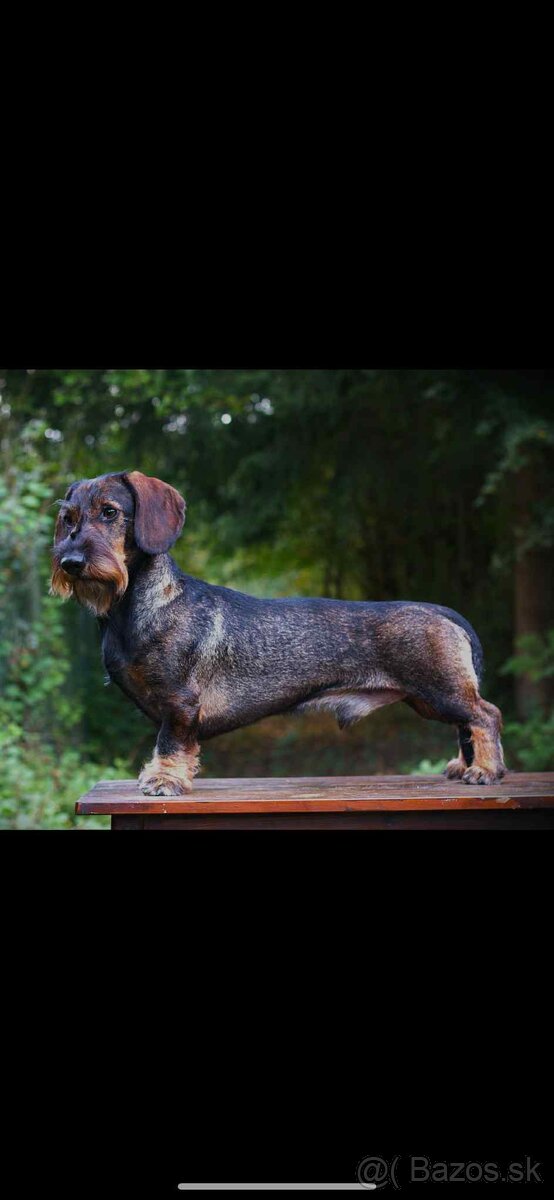 Jazvečík hrubosrstý s PP - 6