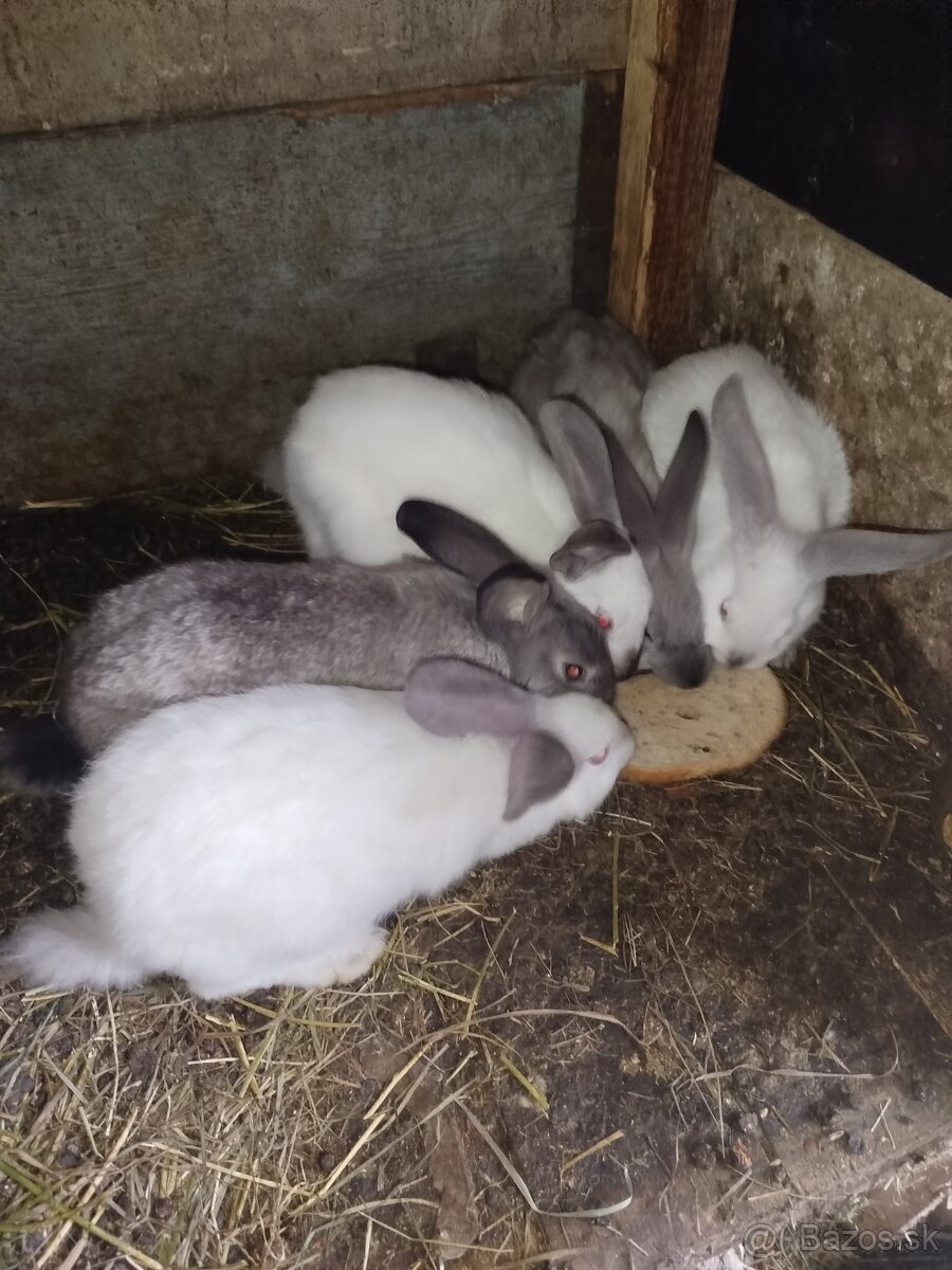 Predám zajace - 6