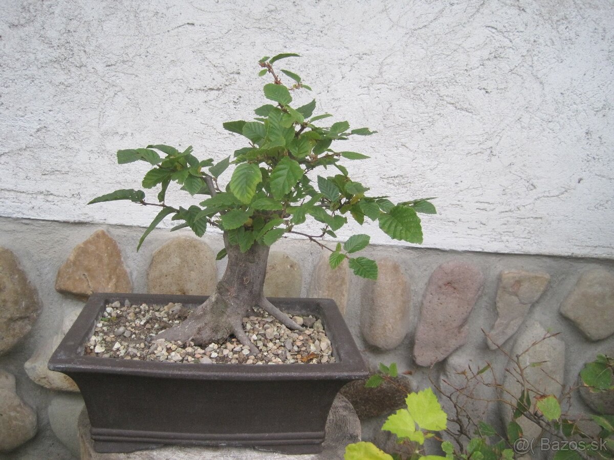 bonsai,bonsaj-DUB 22 - 6