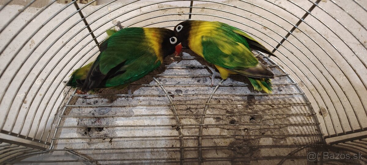 Agapornis škraboskovy - 6
