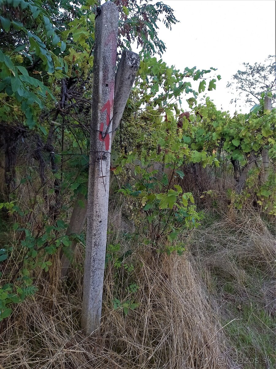 Predaj vinohradu 2565 m2  Rača - Svätý Jur - 6
