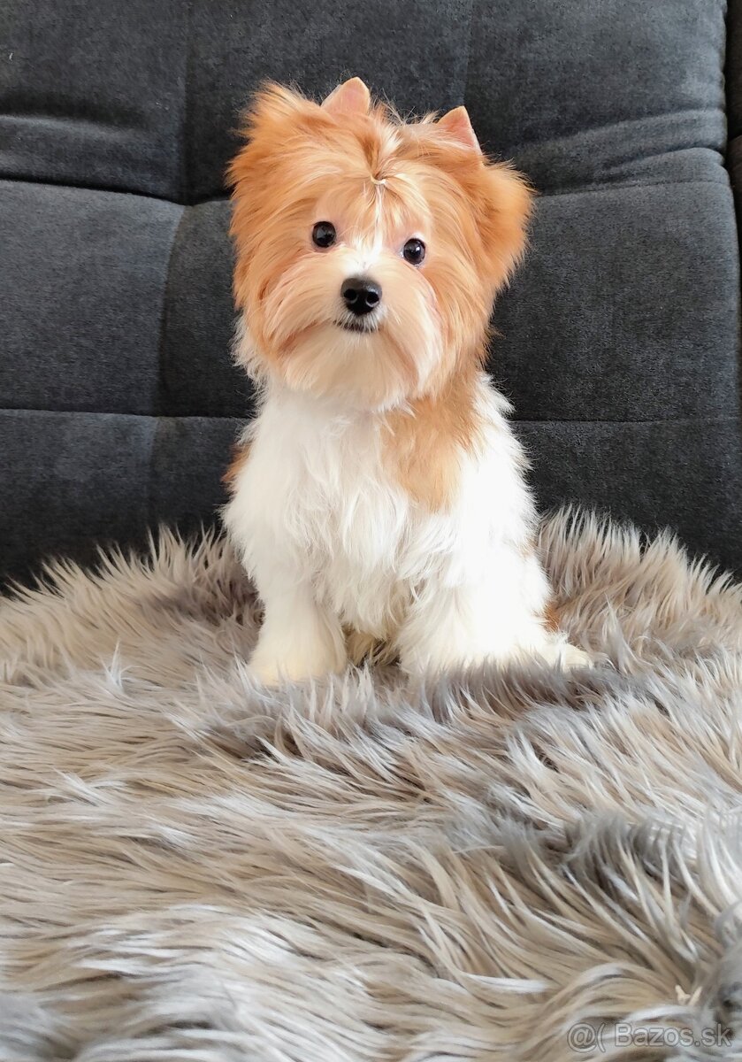 Yorkshire terrier - 6