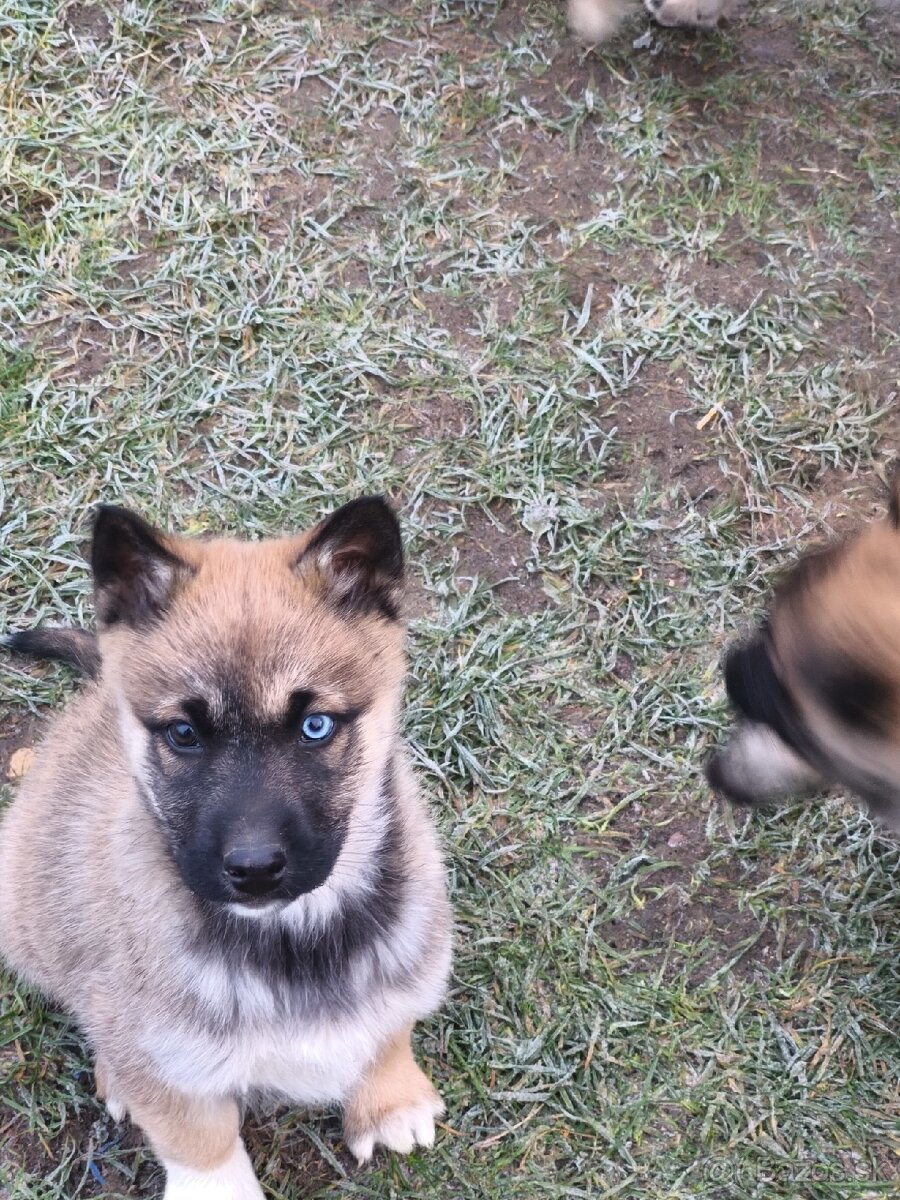 Predám šteniatka - 6