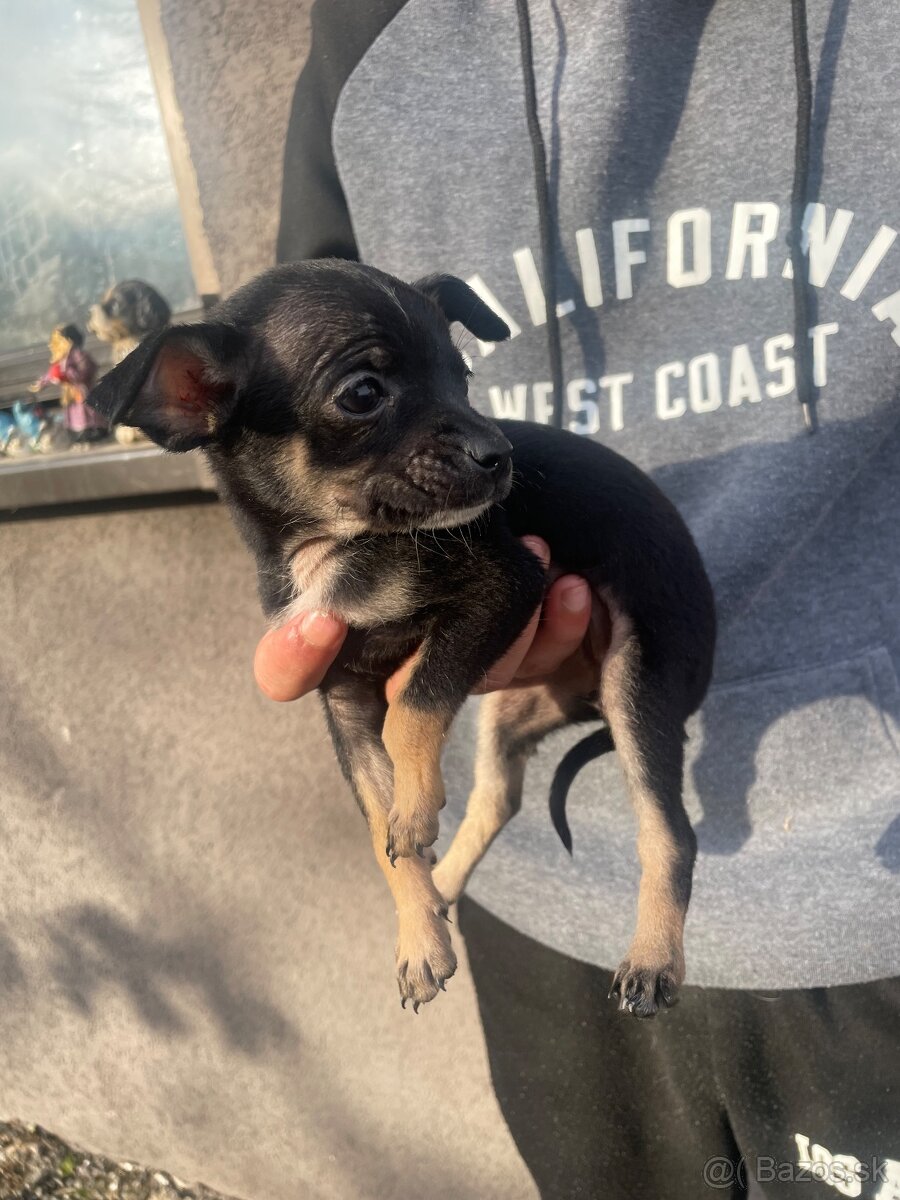 Predám šteniatka, rasa ratlík. - 6