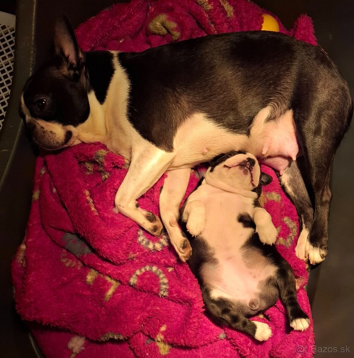 Boston,Bostonský teriér,Boston Terrier s PP - 6