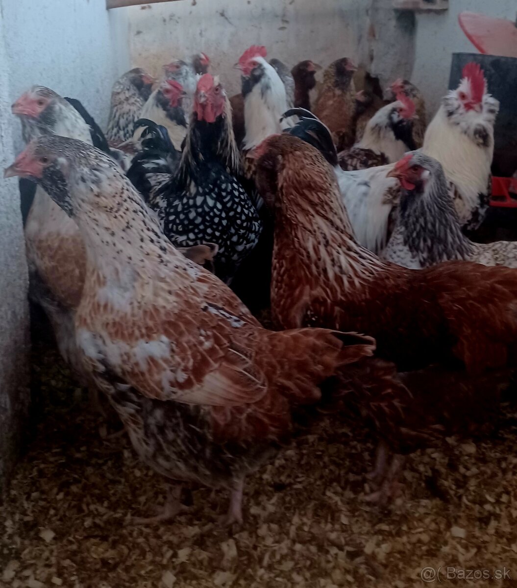 Mládky a kohút - 6