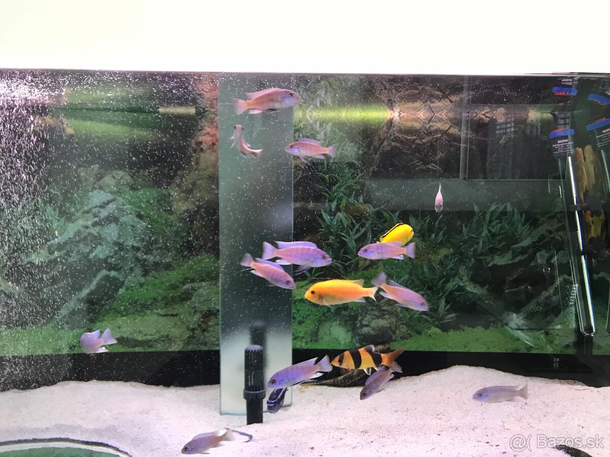 Predam dizajnové Akvarium Ehaim - 6