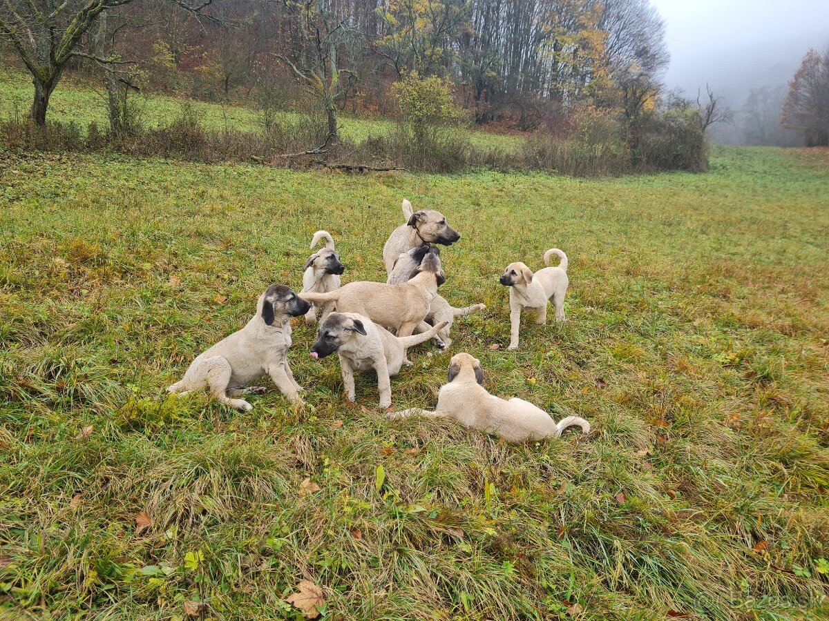 Kangal šteniatka s PP - 6