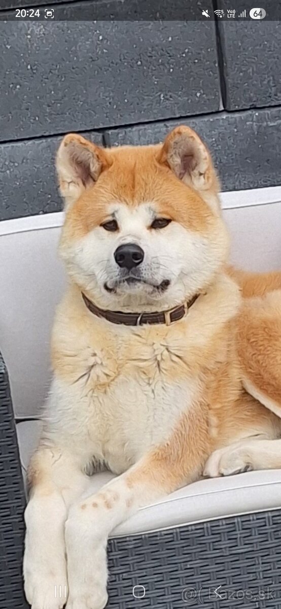 Akita Inu - 6