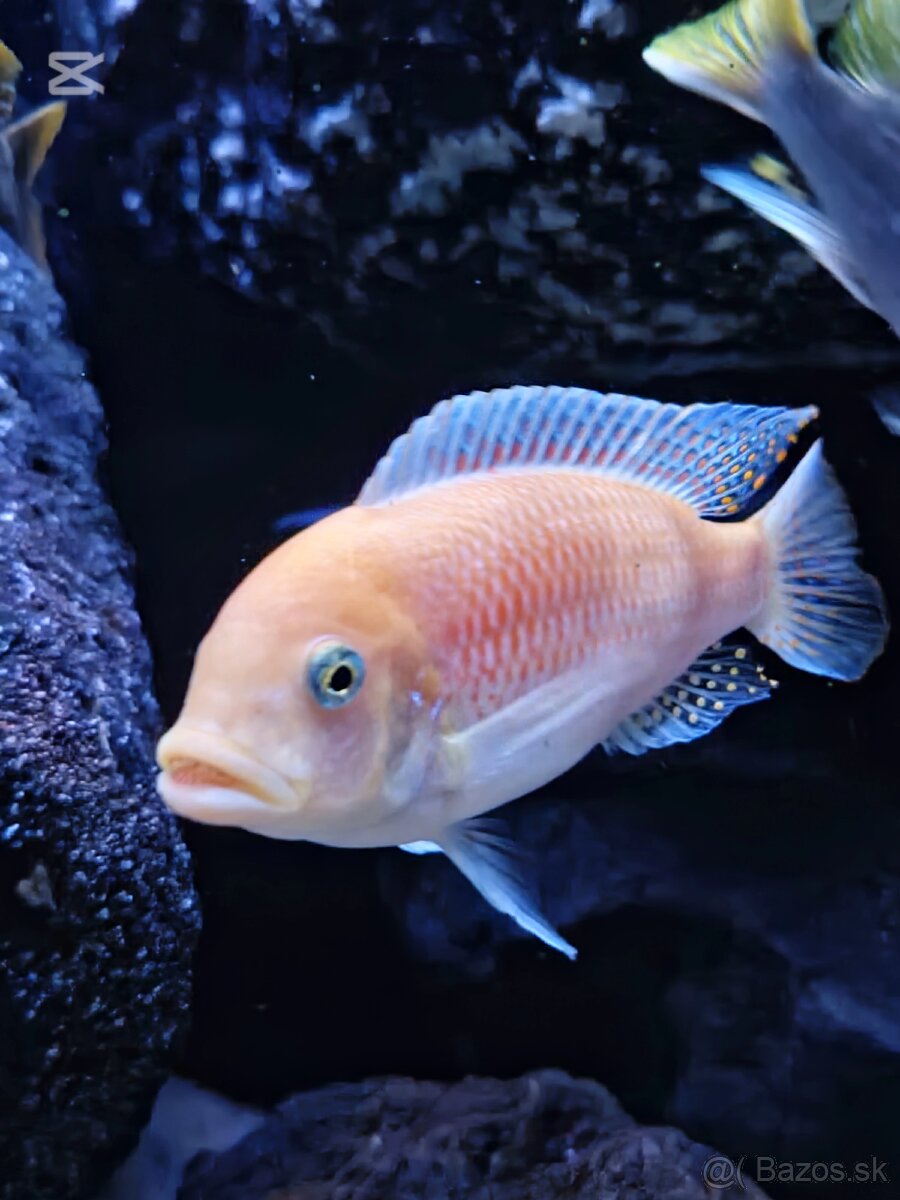 Malawi Africké cichlidy - 6
