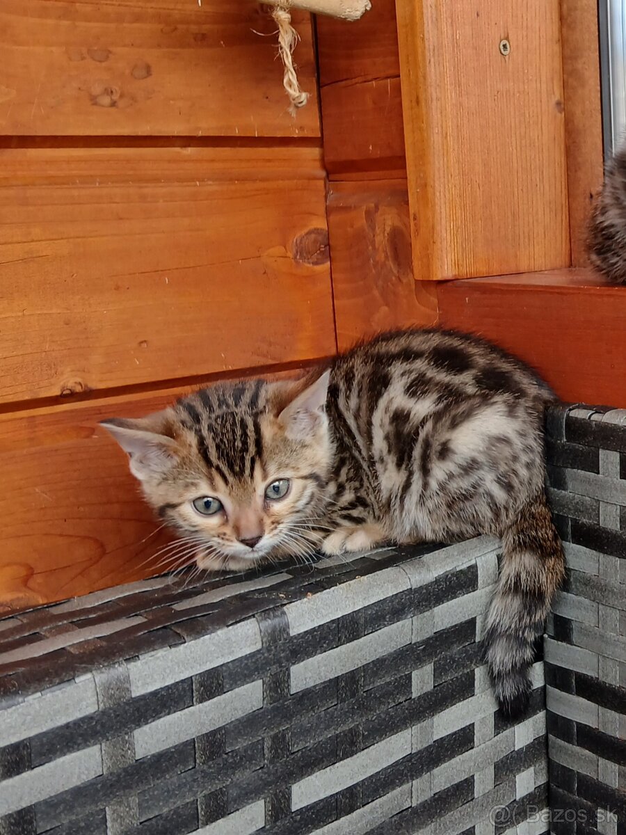 bengal bengalska macka bengalske maciatka - 6