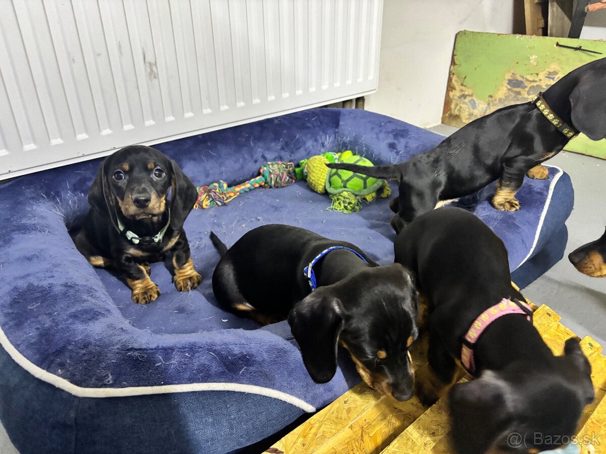 Jazvečík kratkosrstý - 6