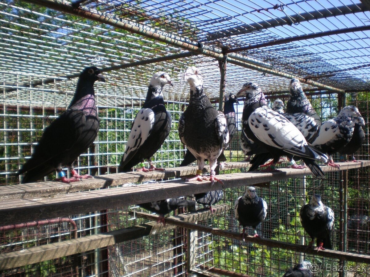 Predám poštové holuby - 6