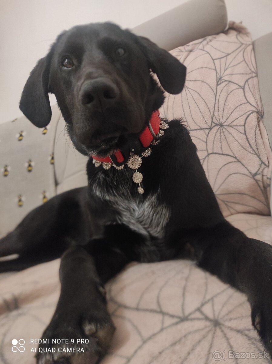 Labrador Števko - 6