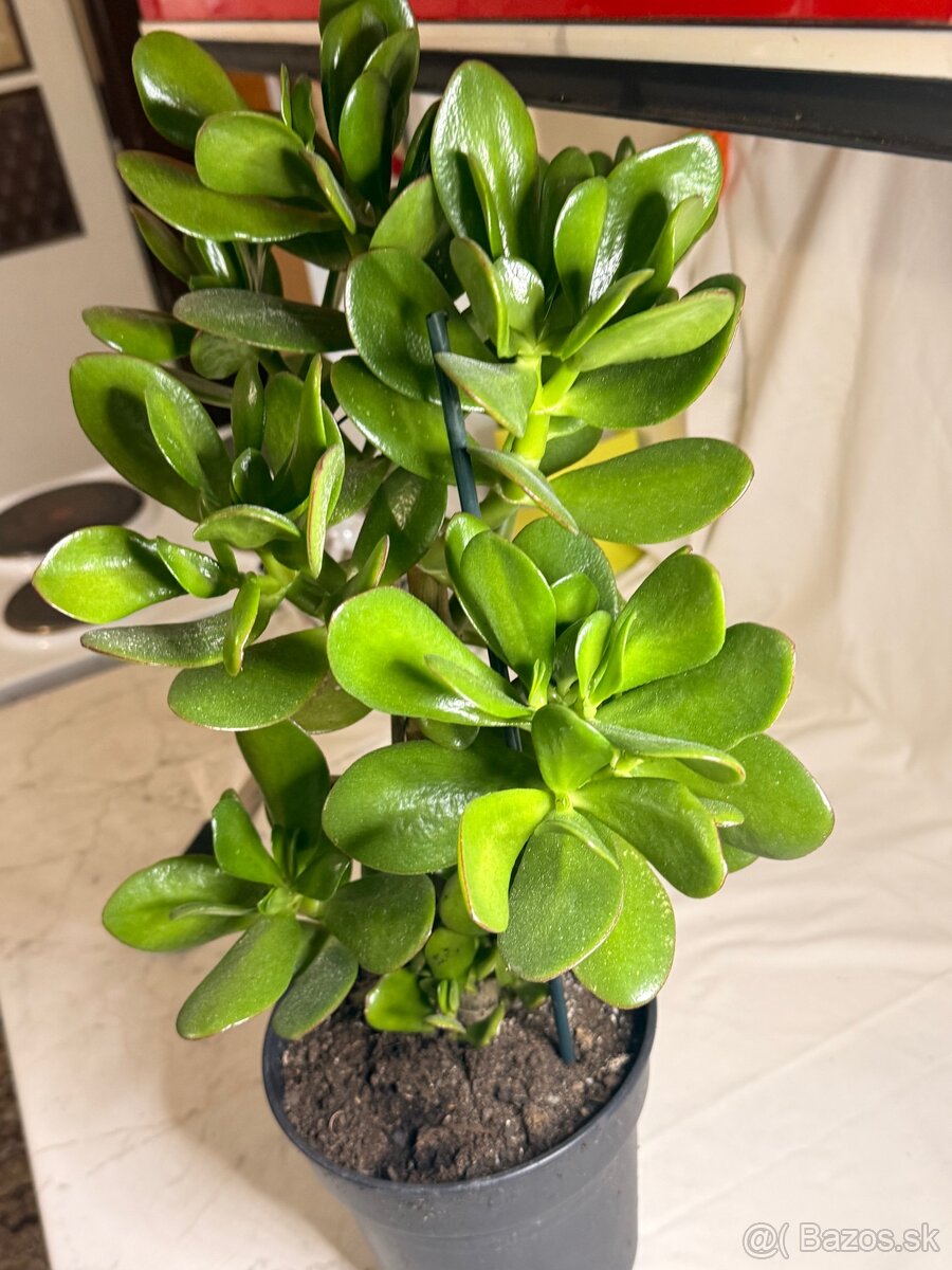 Tucnolist krasne velke listy - 6