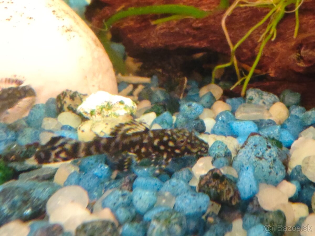 Prisavnik obyčajný - 6