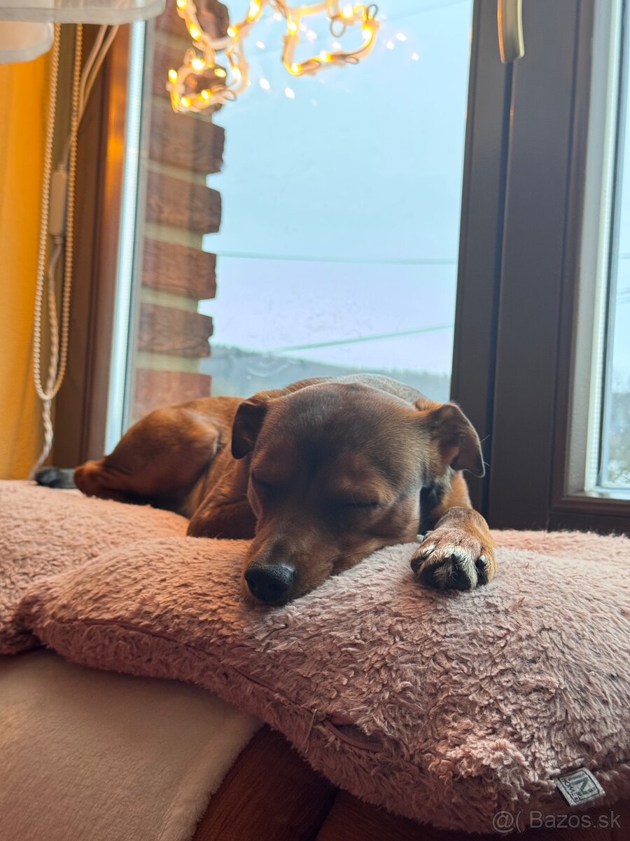 Psík na nakrytie - 6