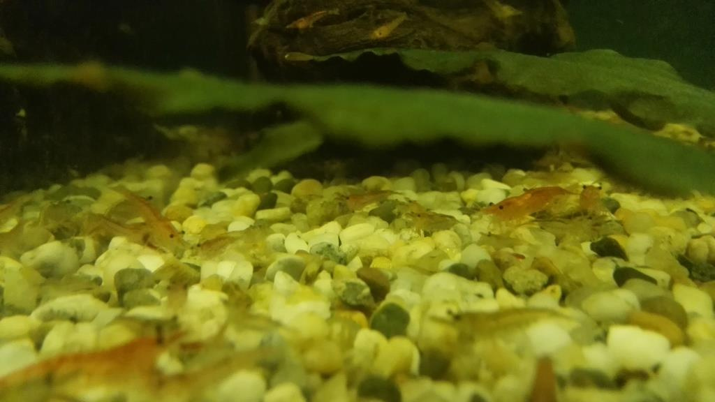 Prisavníky a krevety - 6