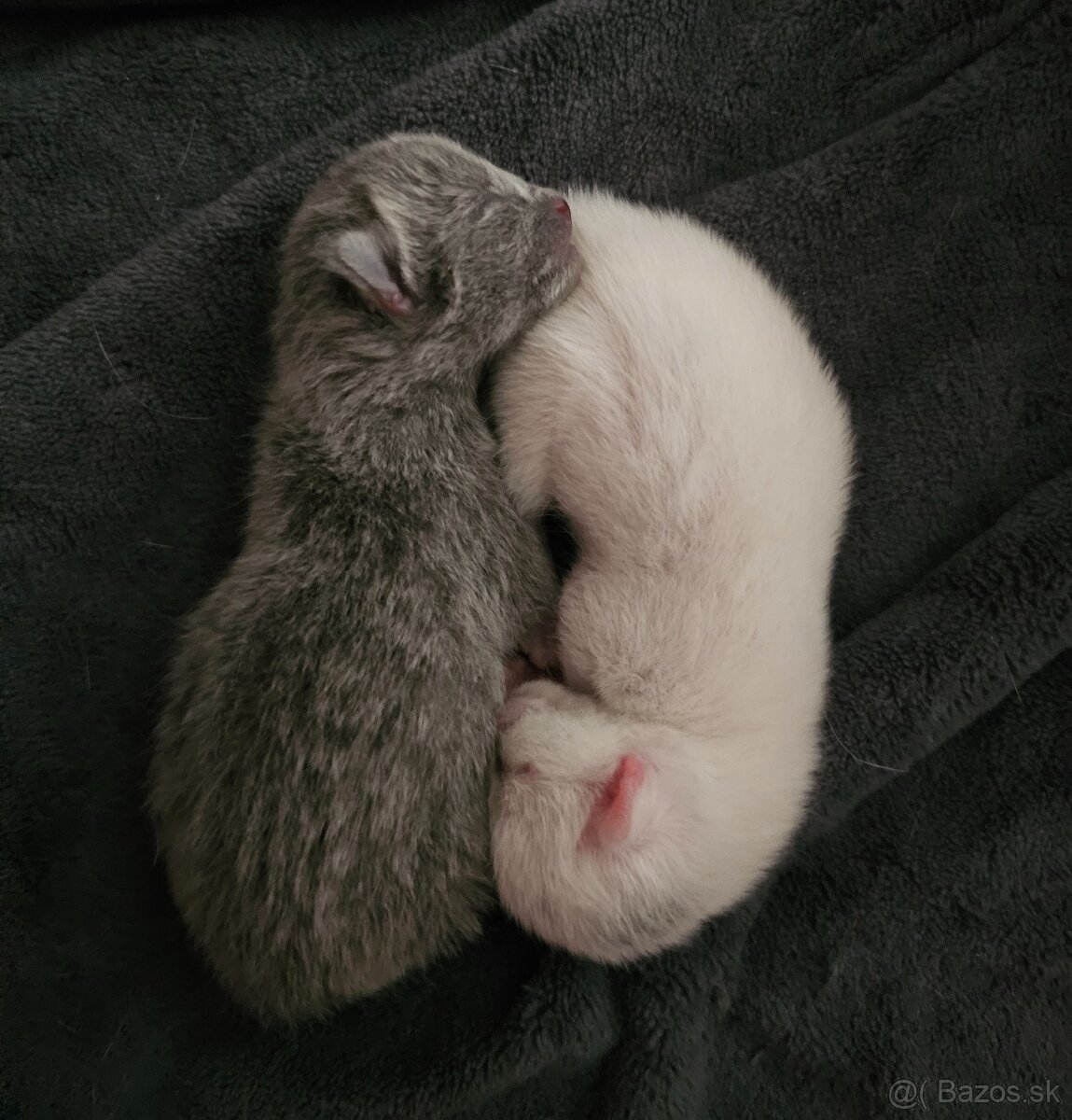 Ruská modrá biela- mačiatko na predaj - 6