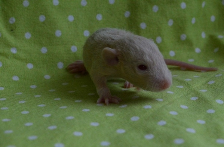 Potkaníky s rodokmeňom - rezervácie - 6