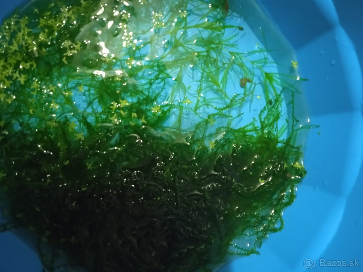 Rastliny do akvária - 6