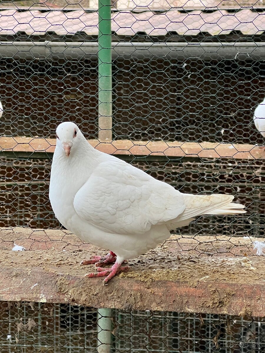BIELE POŠTOVE HOLUBY - 6