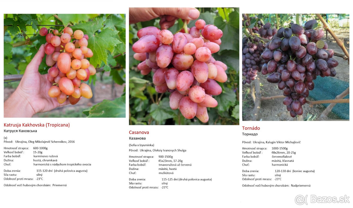 Stolový vinič - sadenice - 6