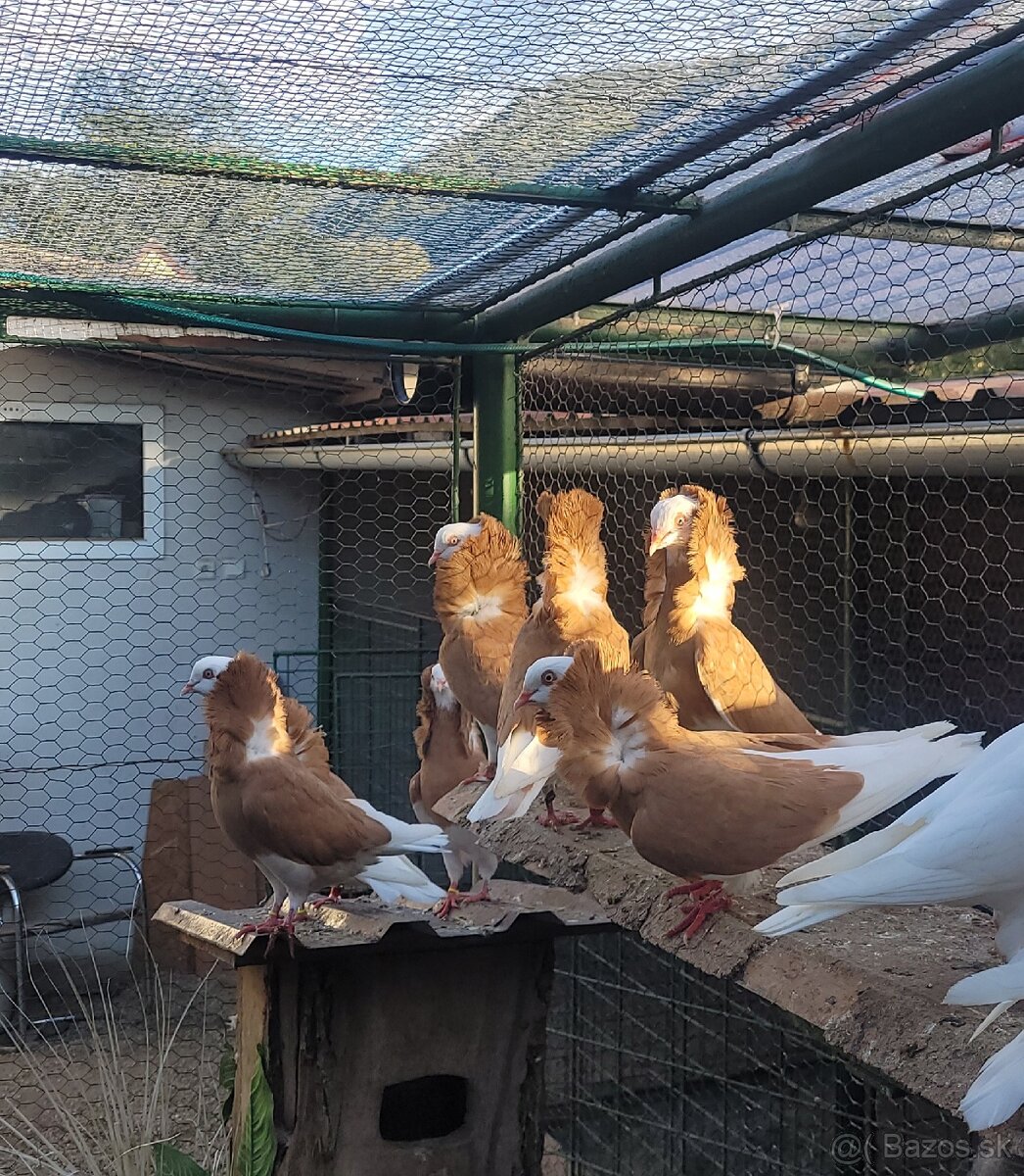 Holuby Parohnare,Kapuciny,Poštove biele - 6