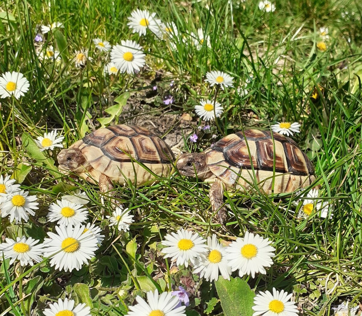 Suchozemská korytnačka - 6