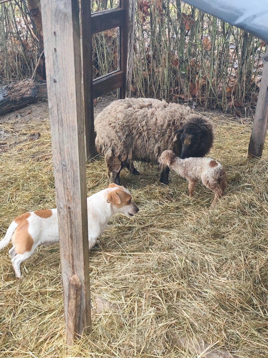 Baranček, Ouessantská ovca - 6