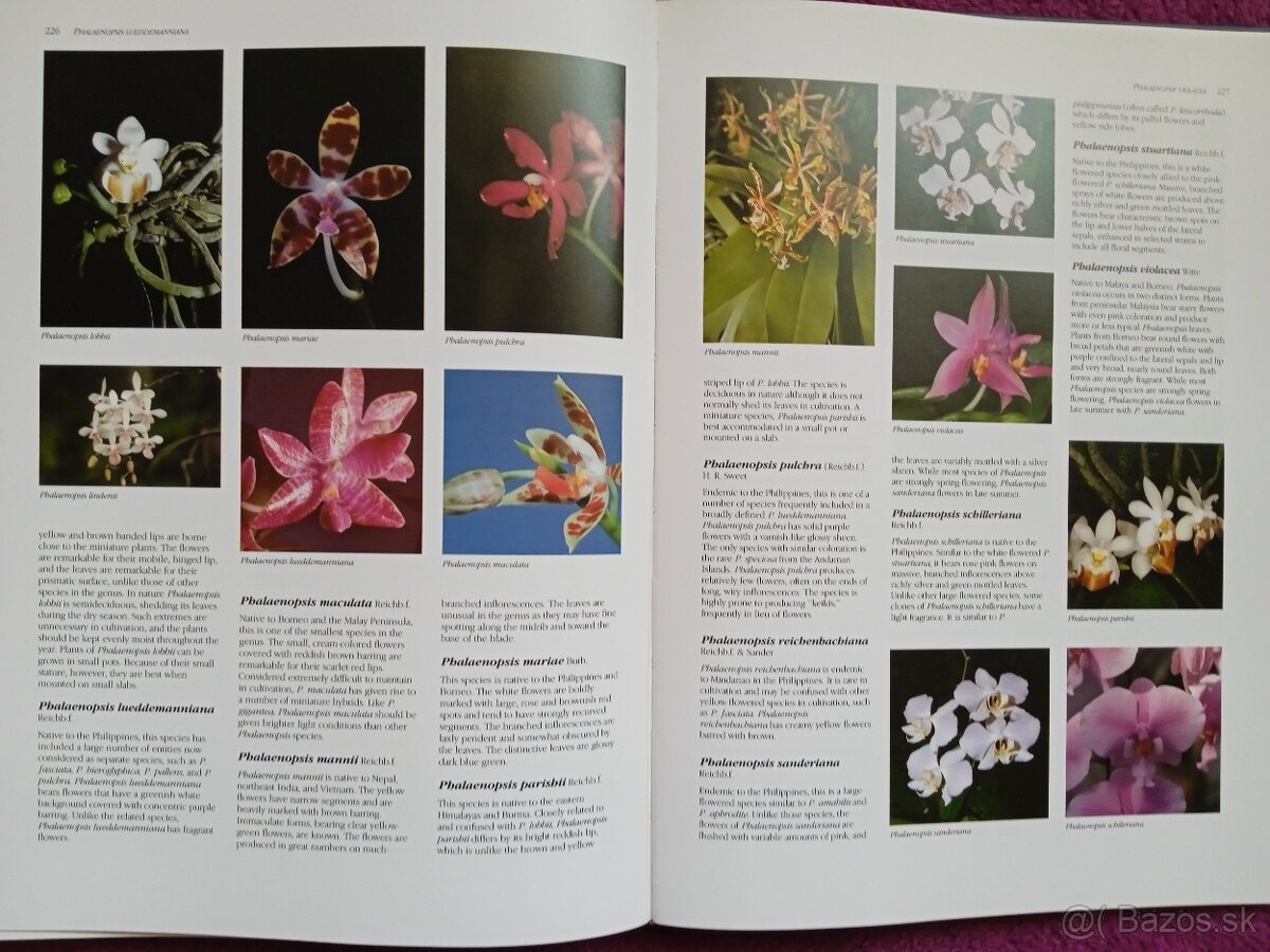 Ilustrovaná encyklopédia orchideí v angličtine - 6