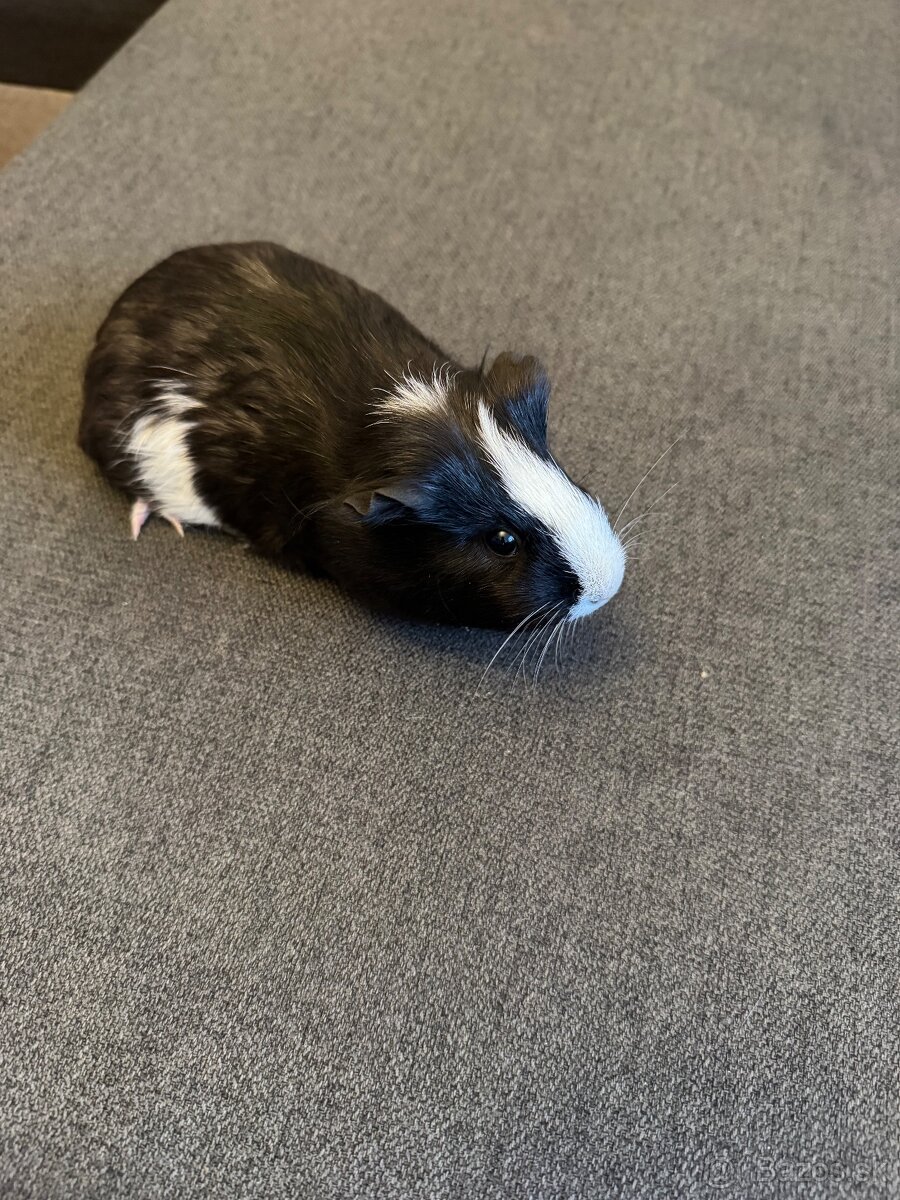 Morské prasiatka - 6