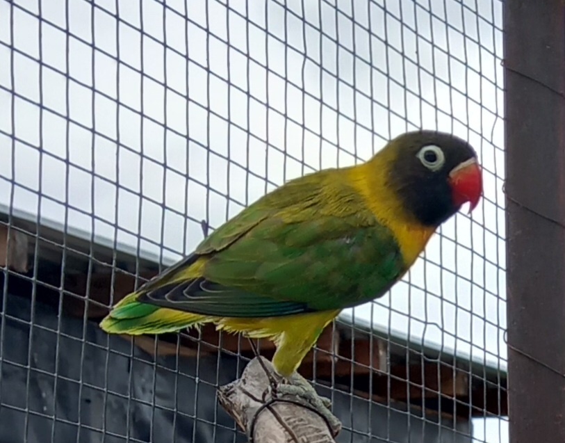 Agapornisy fischeri a škraboškové - 6