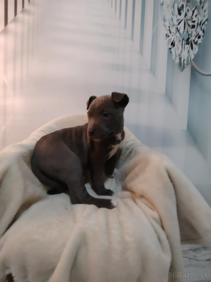 Predám Americký stafford XL - 6