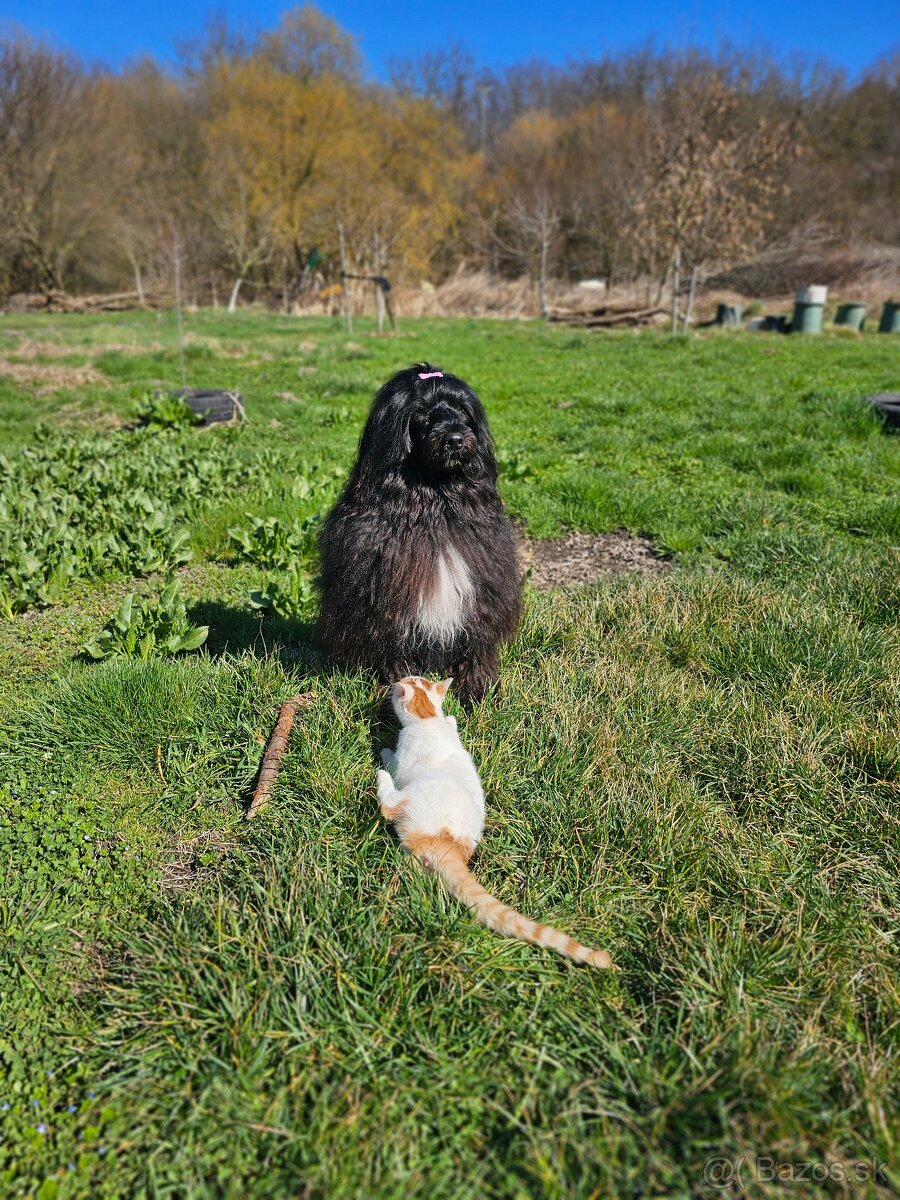 Portugalský vodný pes s PP - 6