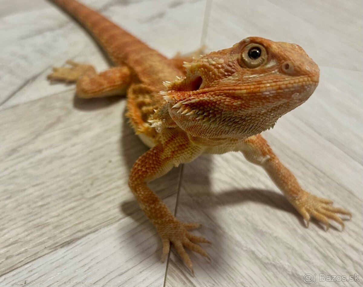 Agama bradatá - 6