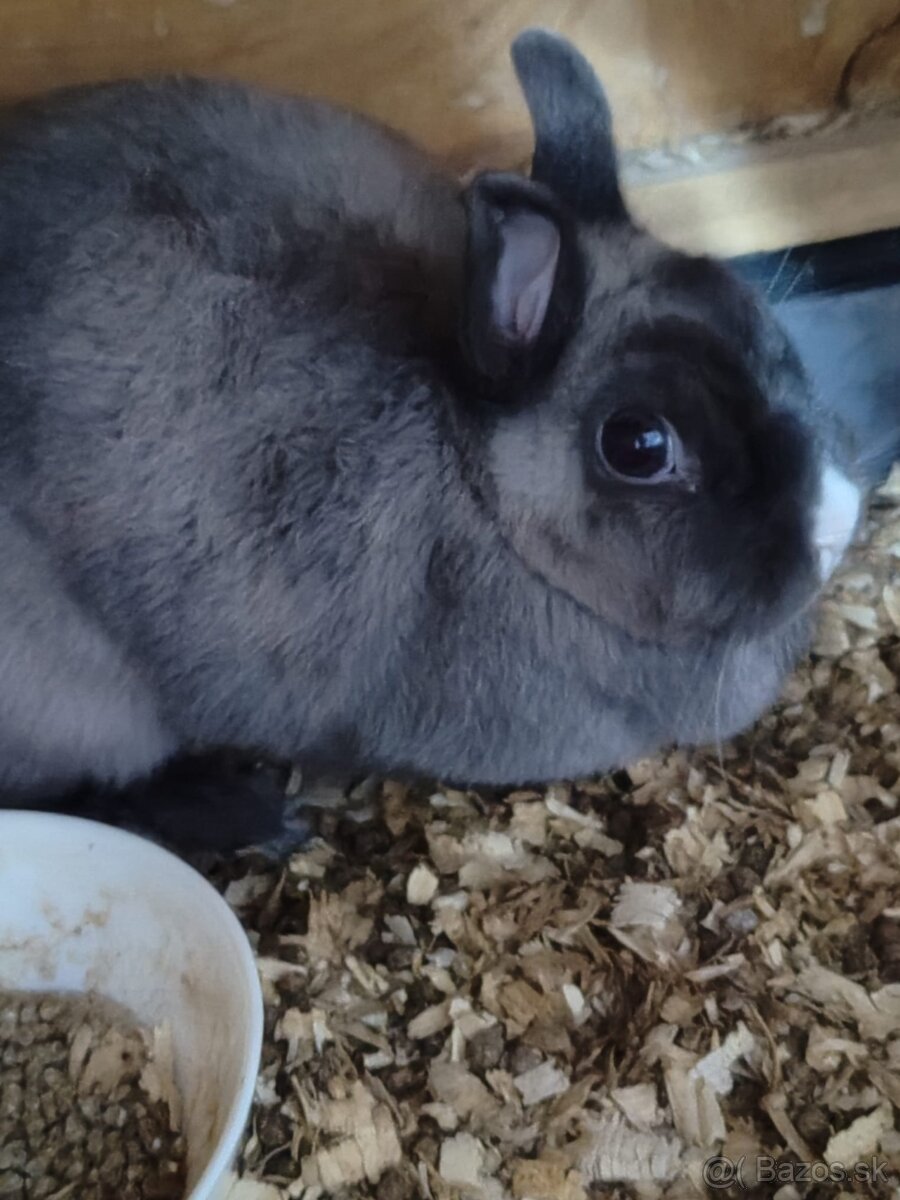 Zakrsle kraliky (cely chov) - 6