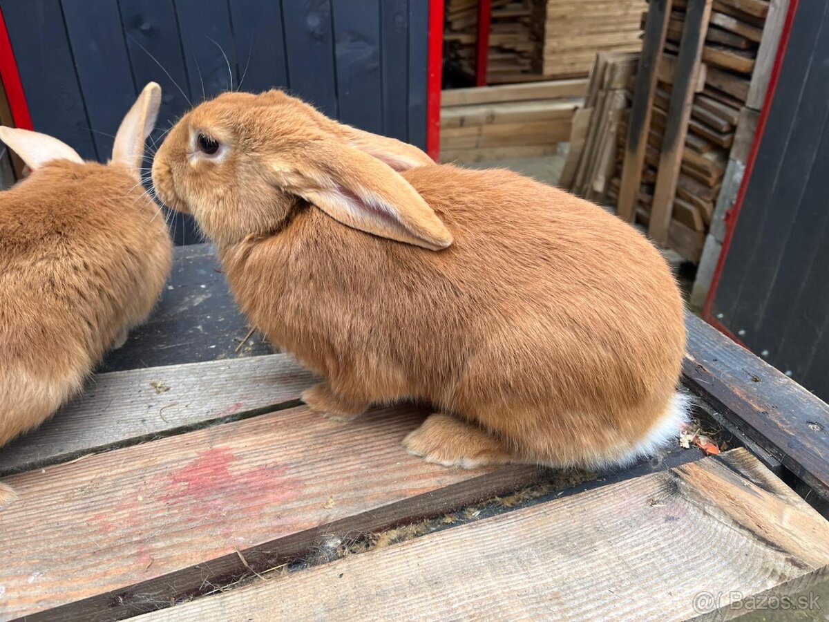 Predám Burgundské králiky - 6