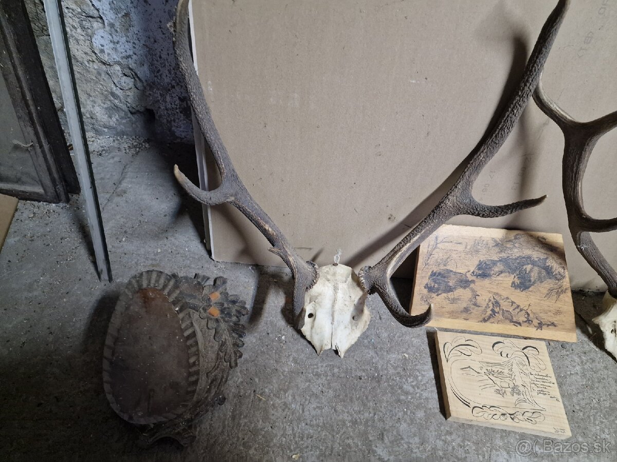 Predám Zhody, parožie,trofeje - 6
