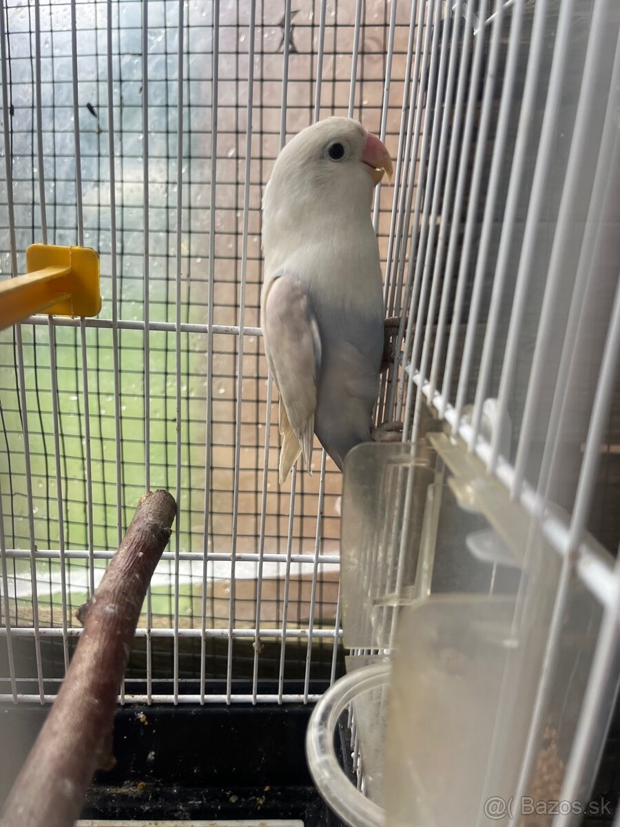 Agapornis fisher - 6