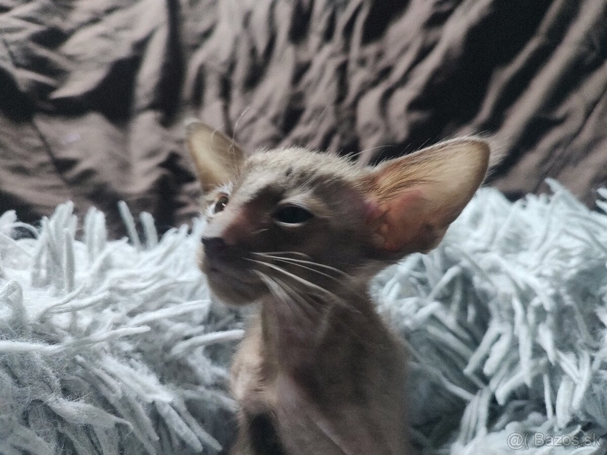 Orientálna kratkosrsta mačka OSH-Kubo - 6