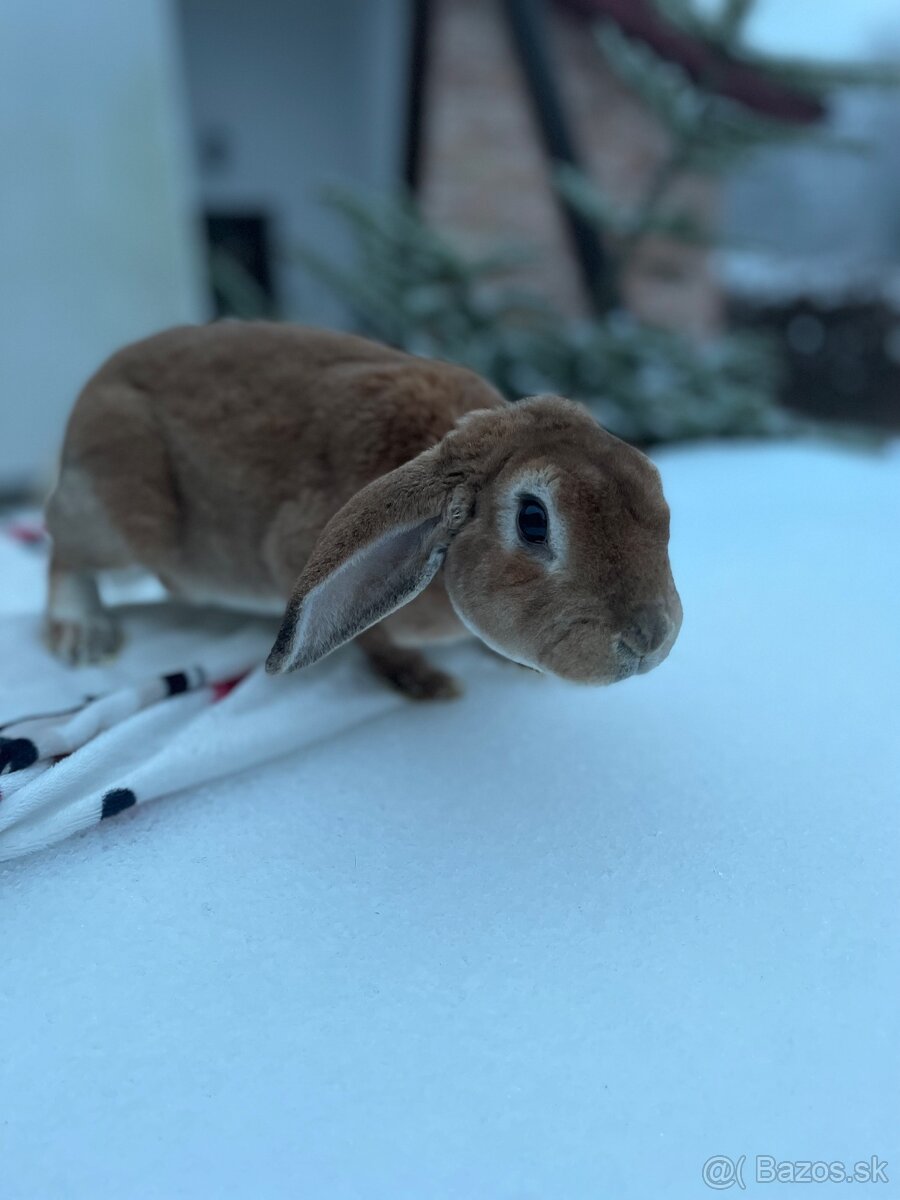 Zakrslý králík - 6