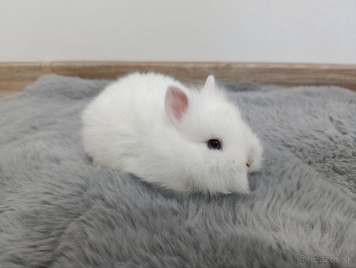 Zakrsly zajačik - 6